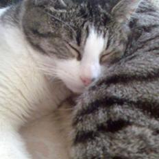 Blanding af racer Miracle