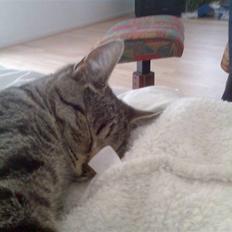 Blanding af racer Victoria