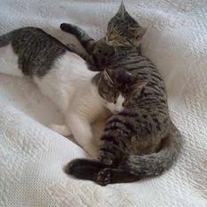 Blanding af racer Victoria