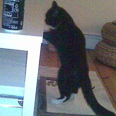 Blanding af racer Ekko