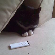 Blanding af racer Ekko