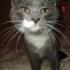 Blanding af racer Oliver