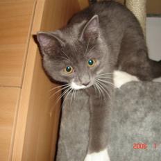 Blanding af racer Oliver