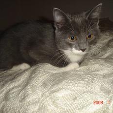 Blanding af racer Oliver