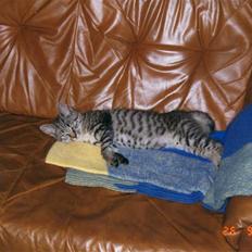 Huskat Mille R.I.P :'(