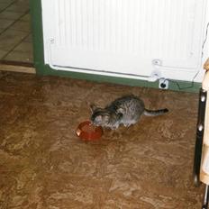 Huskat Mille R.I.P :'(