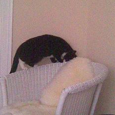 Blanding af racer Ekko