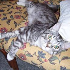 Blanding af racer Tvebakke  † d. 2/11-08