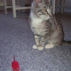 Blanding af racer Tvebakke  † d. 2/11-08