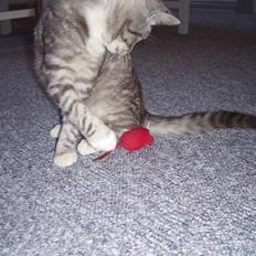 Blanding af racer Tvebakke  † d. 2/11-08