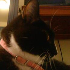 Blanding af racer Tilde