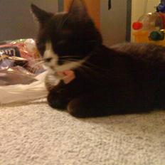 Blanding af racer Tilde