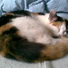 Blanding af racer Emily