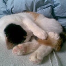 Blanding af racer Emily