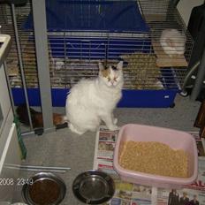 Tyrkisk Van silkyvans bahaya "aye aye