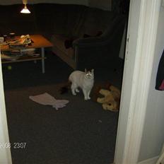 Tyrkisk Van silkyvans bahaya "aye aye