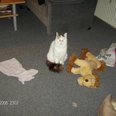 Tyrkisk Van silkyvans bahaya "aye aye