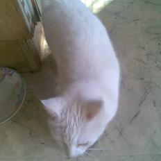 Blanding af racer herkules 2002*    + 2009