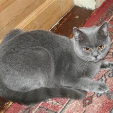 British Shorthair Moore Beauty Dee