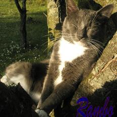 Blanding af racer Ramboo ;) <3