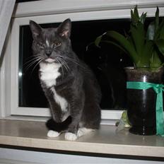 Blanding af racer Ramboo ;) <3