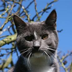 Blanding af racer Ramboo ;) <3