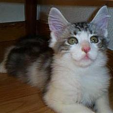 Maine Coon tiggi ( diamonds-dreams)