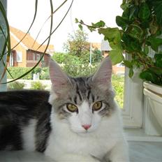 Maine Coon tiggi ( diamonds-dreams)