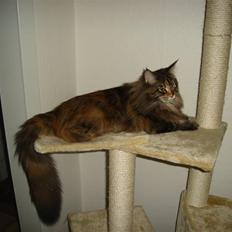 Maine Coon tulle(crane-coon)