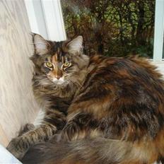 Maine Coon tulle(crane-coon)