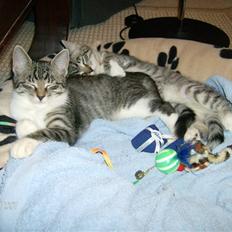 Blanding af racer Mickey og Mikkel