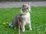 Huskat Happy - hmm hva laver de dernede?