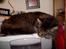Maine Coon Digger    R:I:P: - zzzz zzz