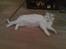 Huskat Lille mis *RIP*