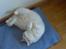 Huskat Lille mis *RIP*