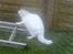 Huskat Lille mis *RIP*