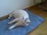 Huskat Lille mis *RIP*