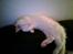 Maine Coon Biscat's Opal