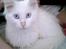 Maine Coon Biscat's Opal