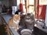 Maine Coon Digger    R:I:P: - hej Felix hvad drikker du vand?