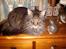 Maine Coon Digger    R:I:P: - Skønne Digger 