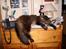 Maine Coon Digger    R:I:P: - Skrivebord med kat 