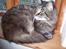 Maine Coon Digger    R:I:P: - hvad sker der ?