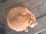 Blanding af racer simba