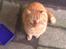 Blanding af racer simba