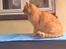 Blanding af racer simba