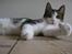 Huskat Fu Quan