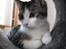 Huskat Fu Quan