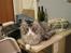 Maine Coon Anakin Skywalker