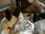 Maine Coon Anakin Skywalker